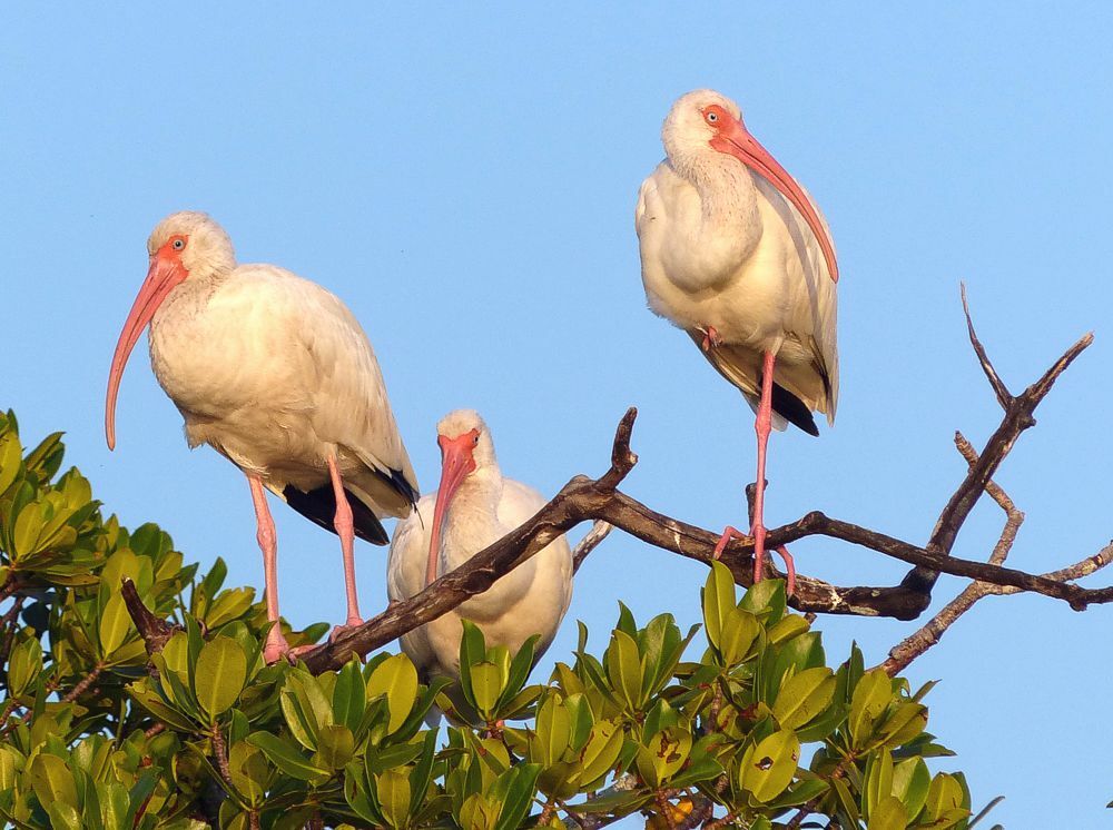 Click to See Next Image